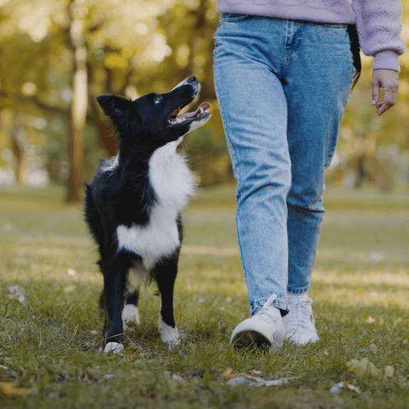 Buddy Trainers Training Bites, Beef