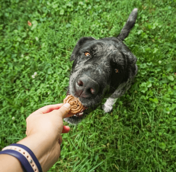 Buddy Biscuits Crunchy Dog Treats, Assorted Flavors