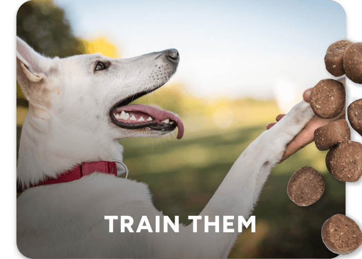 training brands